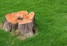 Rocky Campstump-grinding-services-2.jpg; ?>
